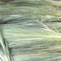 Broom Grass